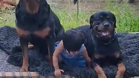 Rottweiler with baby - dog