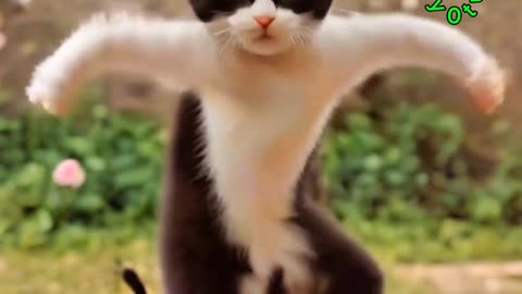 Viral cat 😺 dance