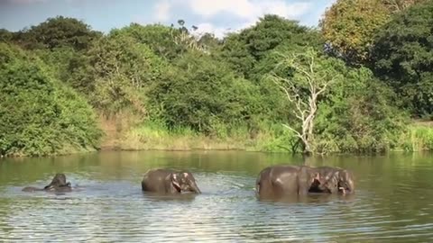 Sri Lanka Wild Elephant | How wild elephants live their lifestyle