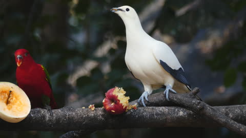 Birds EatingFruits On A Tree