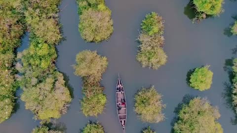 Discover the Majestic Beauty of Forests and Wildlife 🌲🦌