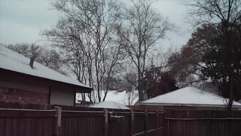 Junior & Buster Check Out the Snow in Houston!