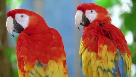 Beautiful parrot 🦜🐦 looking so lovely