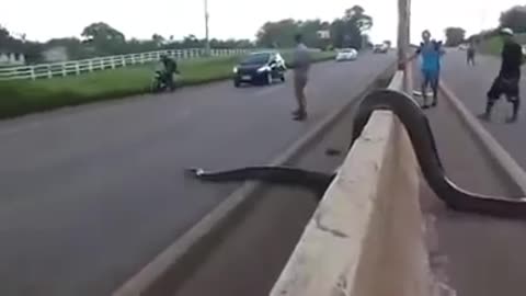 anaconda snake