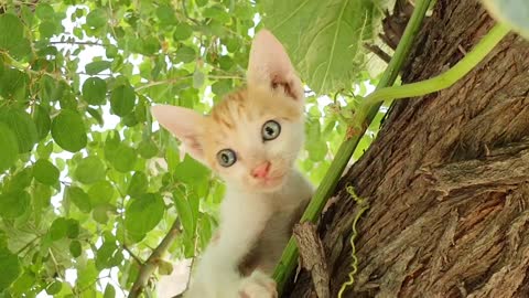 Baby Kitten Meowing Loudly Climbing On The Tree.mp4