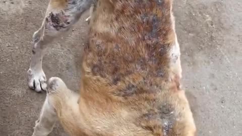 Please 🥺 Help Dogs - Dog Rip video| dog | rip | #shorts #dogs