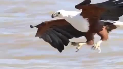 amazing eagle catch fish