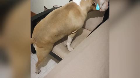 😁 Adorable Chubby dog struggles to climb on chair 😂