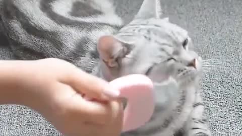 cat massage stretches when caressed