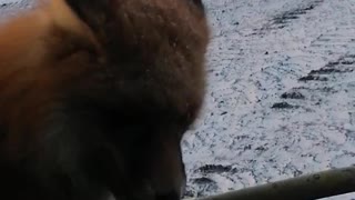 Fox Guest Gets Food