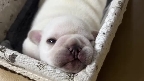 Adorable Puppy Yawns and Sneezes