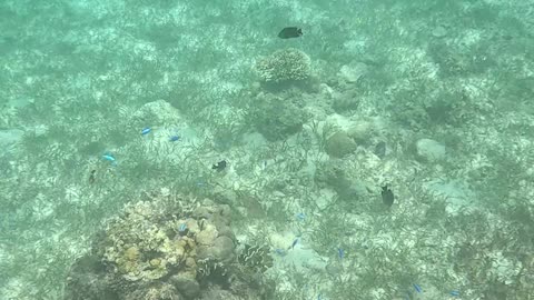 Snorkeling Adventures Philippines. Wow So Many Blue Fish!