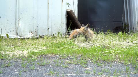 Sickly fox sleeping in yard