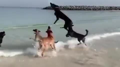 Dogs peacefully playing in beach with balloon