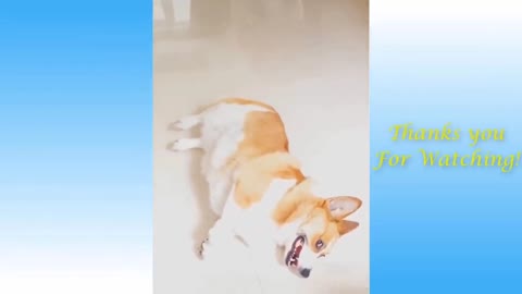 Funny dogs video