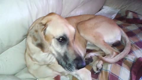 Sweet Great Dane likes getting her teeth brushed!