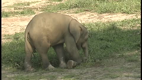 Very young elephant learning to eat grass