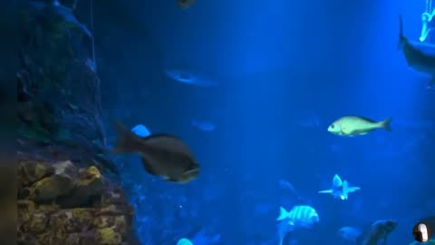 Osaka Aquarium Kaiyukan Japan Tour