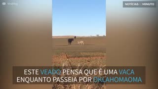 Veado confuso pensa que é uma vaca