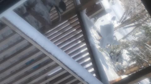 Cat flees avalanche