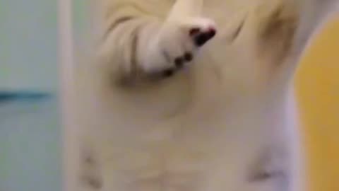 Cute cat dance