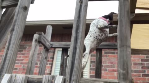 Smart German Shorthair Puppy likes high places