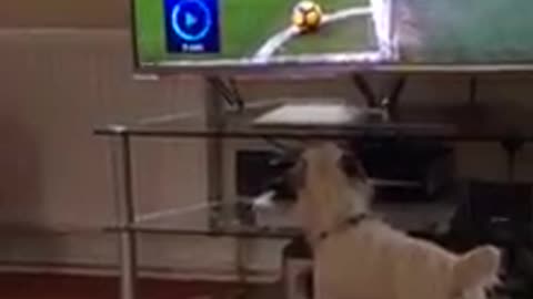 like a dog watching football