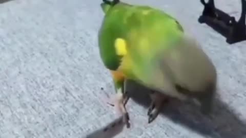 Animal funny VIideo, parrot funny vedio