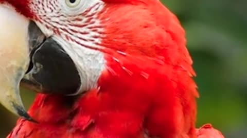 Lovely red parrot