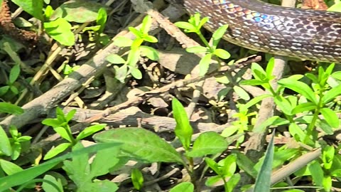 Aesculapian snake in a small forest / a very beautiful reptile in nature.