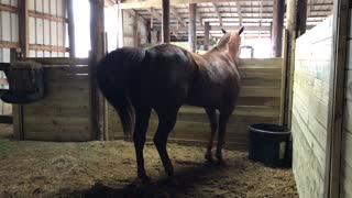 Dancing Horse Has Happy Hooves