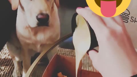 Funniest cute dog is wanting to lick some kind of adorable food