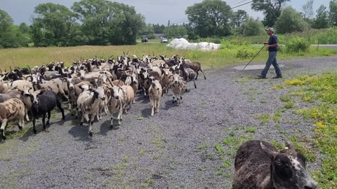 Running the flock down the road with BC