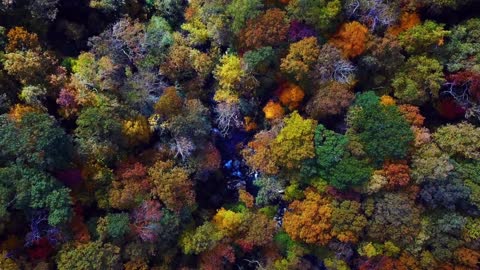 Stunning colorful forest