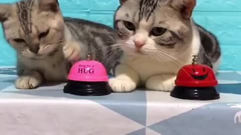 Cat asks for food with a bell