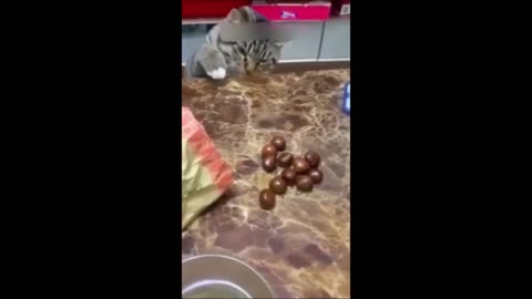 Funny animals😁 - Funny cats/ dogs - Funny animal videos