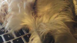 White dog falls asleep on keyboard