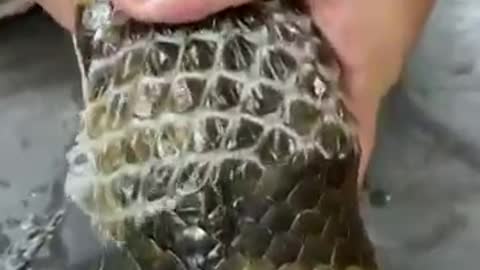 Helping a gian anaconda shad