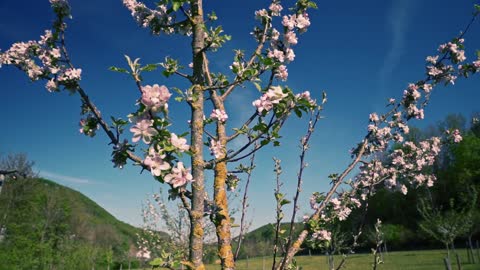 Cherry Blossom