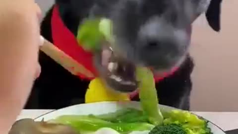 Dog eating tasty food 🤤🥝