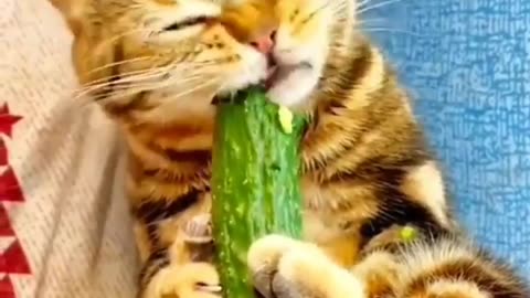 Cat funny video