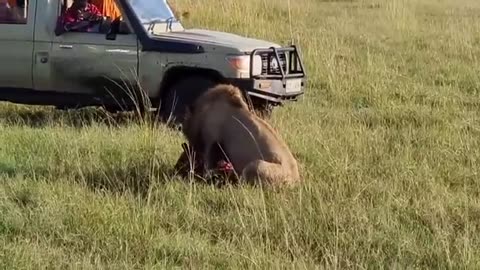 Lion King vs 30 Hyenas! Rare KILL