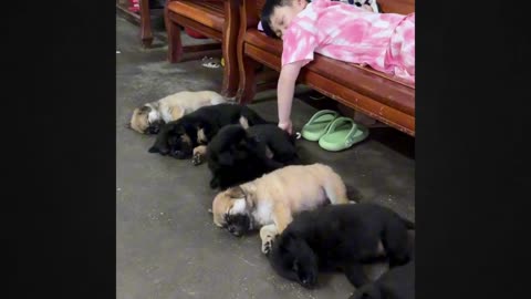 Enchanting Puppy Slumber Party Witness Nature's Cutest Phenomenon