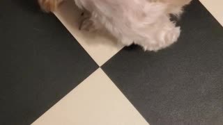 Clueless Shih Tzu