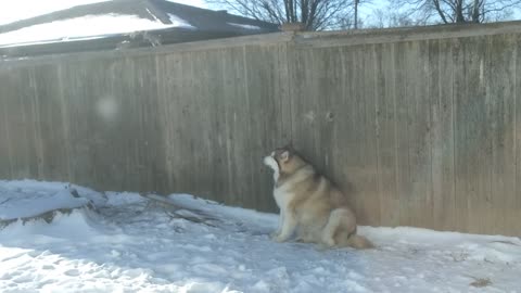 Alaskan malamute allows squirrel to feed in his presence