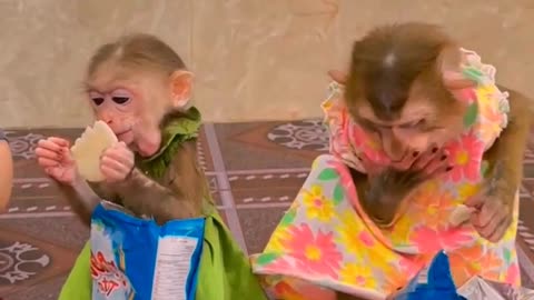 They are Clever and Lovely #monkeys #pets #animals #funny #Adorable Monkeys #AdorableMonkeys (33)