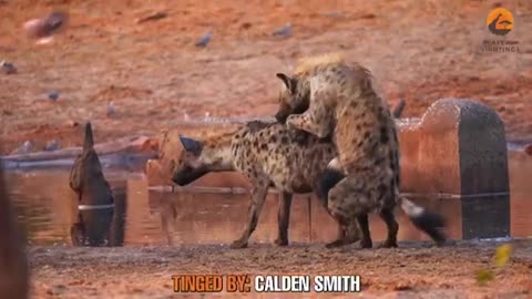 Hyena sex went wrong