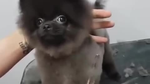 Dog is dancing while is getting a haircut