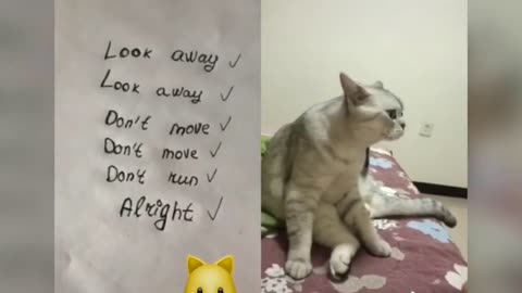 Cute cats talking like humans 1