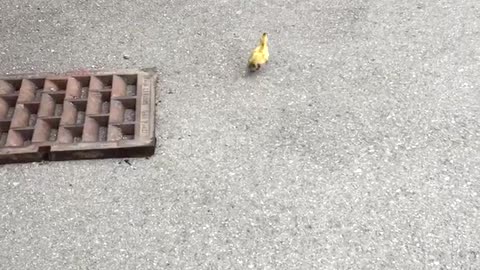 Duckling Rescue